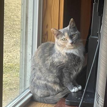 Olive -  Domestic Short Hair Cat for Adoption in Ruther Glen, Virginia - Olive | PetCurious