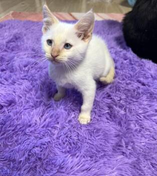 Rescue Siamese and Domestic Short Hair Cats for Adoption in Mesa, Arizona - Peep | PetCurious