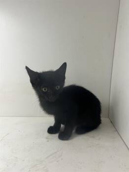 A1270017 -  Domestic Short Hair Cat for Adoption in Winter Haven, Florida - A1270017 | PetCurious