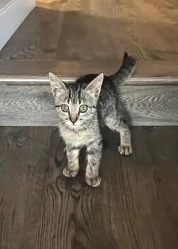 Rescue Tabby Cats for Adoption in Poway, California - Mei Mei | PetCurious