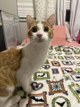 Domestic Short Hair Cats Available for Adoption - Fig | PetCurious