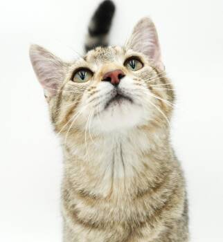 Fox is FANTASTIC - super cutie and super gorgeous - loves his si -  Tabby and Bengal Cat for Adoption in Bedford Hills, New York - Fox Is FANTASTIC - Super Cutie And Super Gorgeous - Loves His Si | PetCurious