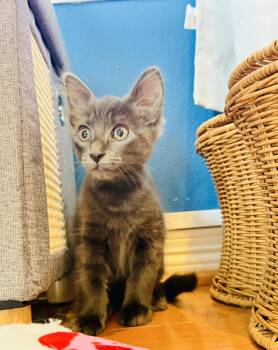 Domestic Short Hair Cats Available for Adoption in Fort Worth, Texas - George | PetCurious