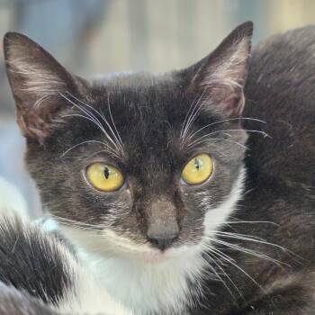 Tawny Spots -  Domestic Short Hair Cat for Adoption in Chatham, Virginia - Tawny Spots | PetCurious