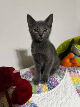 Foolish Pleasure -  Russian Blue and Domestic Short Hair Cat for Adoption in Georgetown, Kentucky - Foolish Pleasure | PetCurious