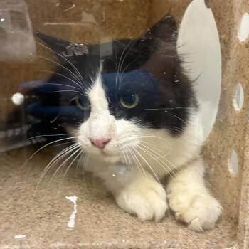 72234 -  Domestic Medium Hair Cat for Adoption in Harrisonburg, Virginia - 72234 | PetCurious
