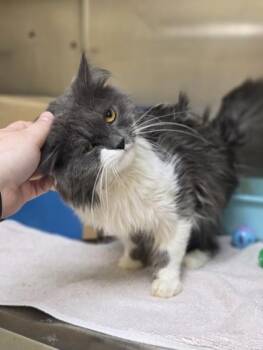 Nacho -  Domestic Long Hair and Domestic Short Hair Cat for Adoption in Westland, Michigan - Nacho | PetCurious