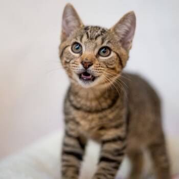 Rescue Domestic Short Hair Cats for Adoption in Kailua-kona, Hawaii - Fox Mulder | PetCurious