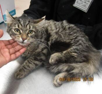 Domestic Medium Hair Cats Available for Adoption in Marietta, Georgia - Lewis (646) | PetCurious