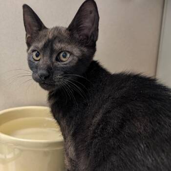 Sombra -  Domestic Short Hair Cat for Adoption in Reno, Nevada - Sombra | PetCurious