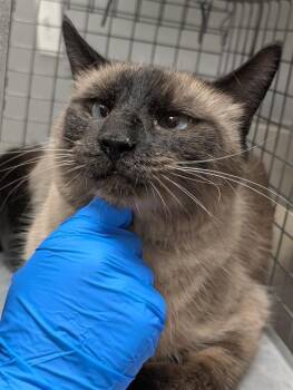 JACK -  Siamese Cat for Adoption in Las Vegas, Nevada - JACK | PetCurious