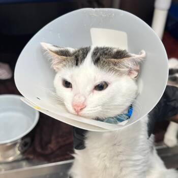 Tostada -  Domestic Short Hair Cat for Adoption in Lakeland, Florida - Tostada | PetCurious