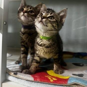 Candy and Sandy -  Domestic Short Hair Cat for Adoption in Hutchinson, Minnesota - Candy And Sandy | PetCurious