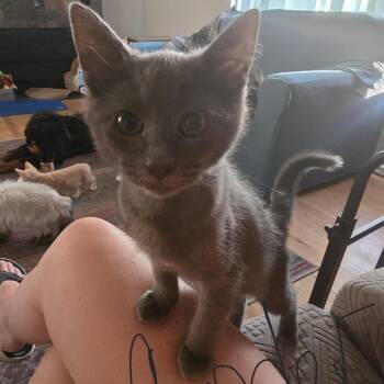 Cinder -  Domestic Short Hair Cat for Adoption in Spokane, Washington - Cinder | PetCurious