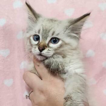 King Arthur -  Domestic Medium Hair Cat for Adoption in Toledo, Ohio - King Arthur | PetCurious