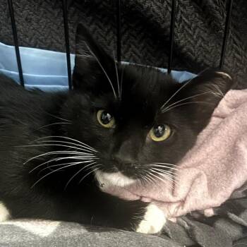 Petunia -  American Shorthair Cat for Adoption in Calimesa, California - Petunia | PetCurious