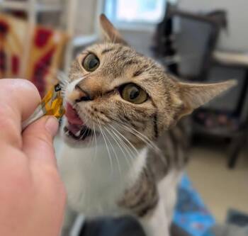 Naomi Smalls -  Domestic Short Hair Cat for Adoption in Santa Rosa, California - Naomi Smalls | PetCurious