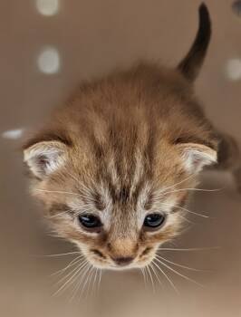 Rescue Domestic Long Hair Cats for Adoption in Ontario, California - NEEDS A FOSTER | PetCurious