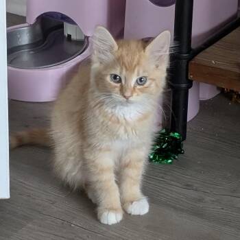 Custard -  Domestic Medium Hair Cat for Adoption in Raleigh, North Carolina - Custard | PetCurious
