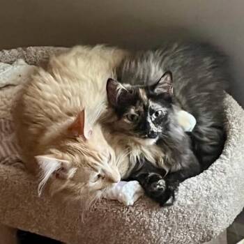 Tortoiseshell and Domestic Short Hair Cats Available for Adoption in Knoxville, Tennessee - MosCATo | PetCurious