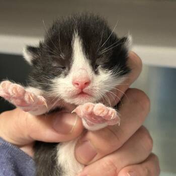 Domestic Short Hair Cats Available for Adoption in Saint Joseph, Missouri - Tabasco | PetCurious