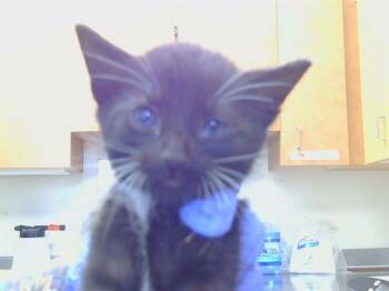 A926547 -  Domestic Short Hair Cat for Adoption in Sacramento, California - A926547 | PetCurious