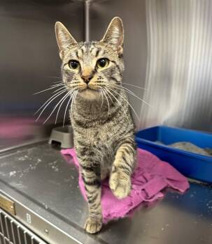 Billye -  Domestic Short Hair Cat Available for Adoption in Lake City, Arkansas - Billye | PetCurious