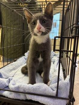 Domestic Medium Hair Cats Available for Adoption in Sugar Land, Texas - GRIS | PetCurious