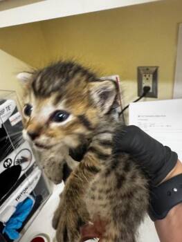 Domestic Short Hair Cats Available for Adoption in Fremont, California - A197814 | PetCurious