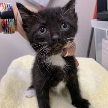 Domestic Short Hair Cats Available for Adoption in Morganton, North Carolina - Boots | PetCurious