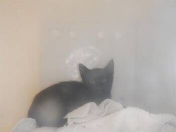 BRUTUS -  Domestic Short Hair Cat for Adoption in San Jose, California - BRUTUS | PetCurious