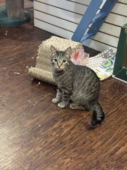 Hanako -  Domestic Short Hair Cat for Adoption in The Colony, Texas - Hanako | PetCurious