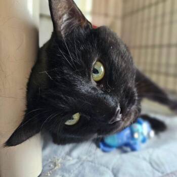 Domestic Short Hair Cats Available for Adoption in Frankfort, Kentucky - Skitz 5655C | PetCurious