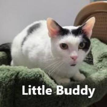 Little Buddy -  Domestic Short Hair Cat for Adoption in Olympia, Washington - Little Buddy | PetCurious