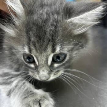 Mira -  Domestic Long Hair Cat Available for Adoption in Leander, Texas - Mira | PetCurious