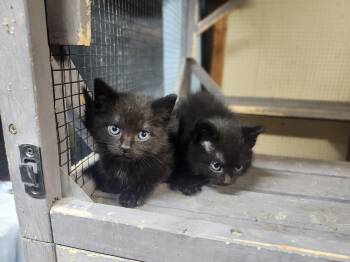 Domestic Short Hair Cats Available for Adoption in Cosby, Tennessee - Fuzzy & Wuzzy | PetCurious