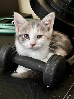 Geometry -  Domestic Short Hair Cat Available for Adoption in Trenton, New Jersey - Geometry | PetCurious
