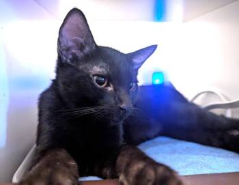 THE COUNT -  Domestic Short Hair Cat for Adoption in Burbank, California - THE COUNT | PetCurious