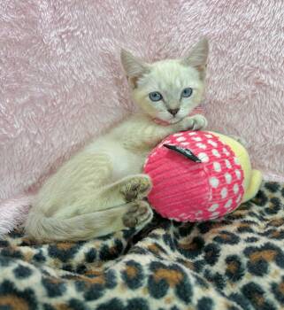 Georgia -  Siamese and Domestic Short Hair Cat for Adoption in Tavares, Florida - Georgia | PetCurious