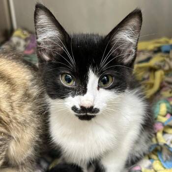 Modest Mouse -  Domestic Short Hair Cat for Adoption in Gloucester, Virginia - Modest Mouse | PetCurious