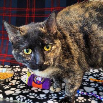 Domestic Short Hair Cats Available for Adoption in Nashville, Indiana - Meowly Cyrus | PetCurious