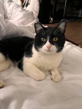 Domestic Short Hair Cats Available for Adoption in Minneapolis, Minnesota - Stanley | PetCurious