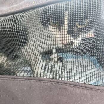 Domestic Short Hair Cats Available for Adoption - Monkey | PetCurious