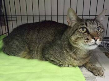 MR SIM -  Domestic Short Hair Cat for Adoption in Sacramento, California - MR SIM | PetCurious
