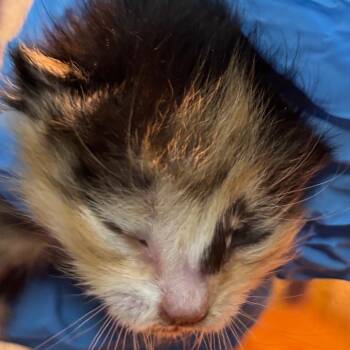 milk -  Domestic Short Hair Cat for Adoption in Yuma, Arizona - Milk | PetCurious