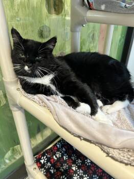 Rescue Domestic Short Hair Cats for Adoption in Hamilton, Montana - Loki | PetCurious