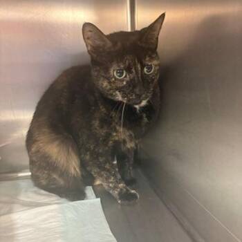 Cowgirl -  Domestic Short Hair Cat for Adoption in Fort Worth, Texas - Cowgirl | PetCurious