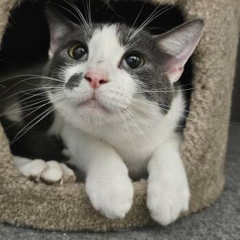 Meeko -  Domestic Short Hair Cat for Adoption in Richmond, Virginia - Meeko | PetCurious