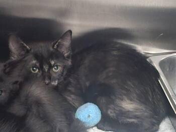ROSE -  Domestic Short Hair Cat for Adoption in Colorado Springs, Colorado - ROSE | PetCurious