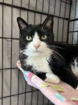 Milo -  Domestic Short Hair Cat for Adoption in Mokena, Illinois - Milo | PetCurious